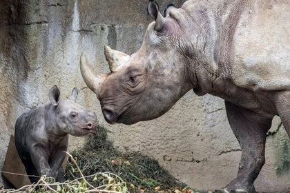 Носорог укусил туриста за палец