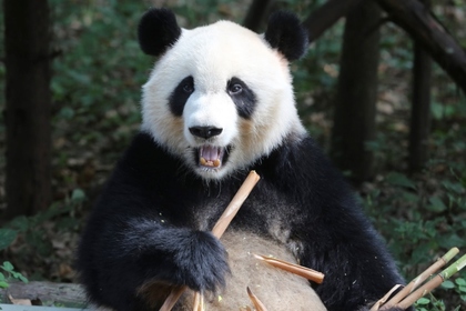 Туристам в Китае запретили беспокоить панд