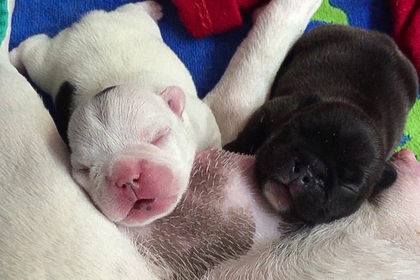 Вооруженные грабители украли новорожденных щенков у беременной хозяйки