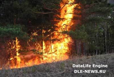В Сибири 12 очагов лесных пожаров охватили площадь в 812,5 гектара