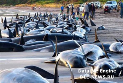 В Новой Зеландии ведется операция по спасению около 100 черных дельфинов, выбросившихся на берег