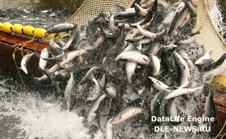 Рыбаки Камчатки в 2011 году установили абсолютный   рекорд по добыче морских биоресурсов