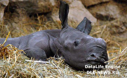 Врачи в ЮАР вернули зрение детенышу носорога, ослепленному браконьерами