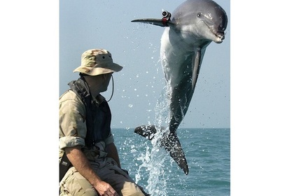 Боевые дельфины США поучаствуют в учениях на Черном море