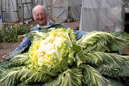 Британский садовод вырастил 27-килограммовую цветную капусту