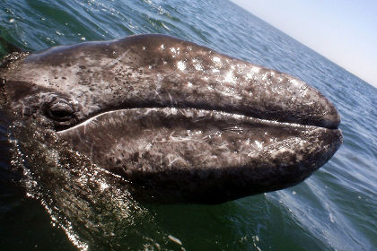 Российские ученые записали голоса гренландских китов