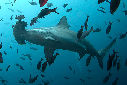 Американские рыбаки приняли роды у четырехметровой акулы-молота