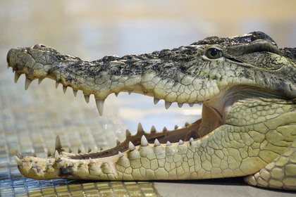 Крокодил Федя и бухгалтер Люся выступят на бис