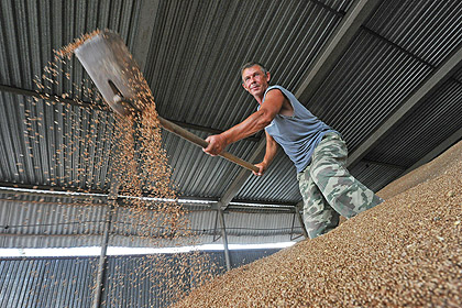 Сбор зерна в России превысит 100 миллионов тонн впервые за пять лет