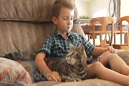 В США кошка спасла ребенка от нападения пса