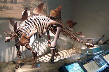 Биологи посчитали динозавров мезотермическими животными