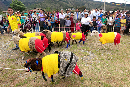 Колумбийские овцы сыграли в футбол