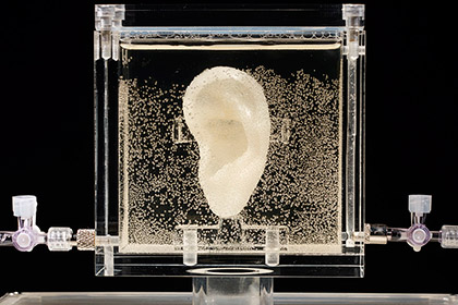 Немецкий музей выставит живую копию уха ван Гога