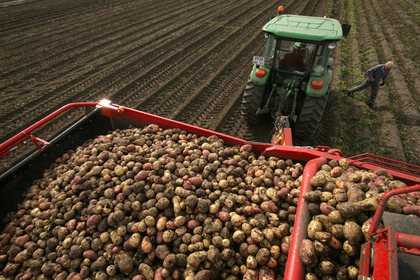 Россия запретила импорт картофеля с Украины