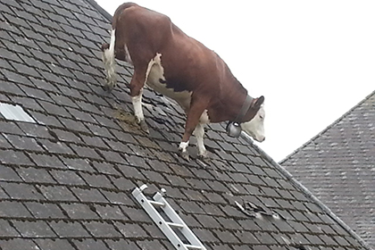 Швейцарская корова забралась на крышу дома