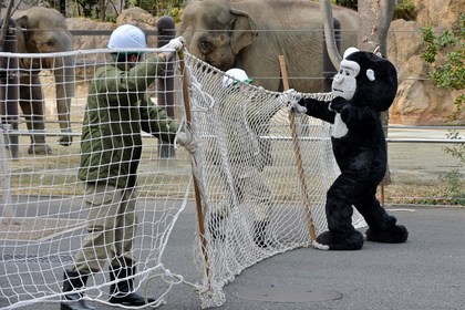 Ветеринар подстрелил переодетого в гориллу сотрудника зоопарка