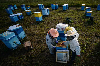 Пчеловодов России призвали объединяться