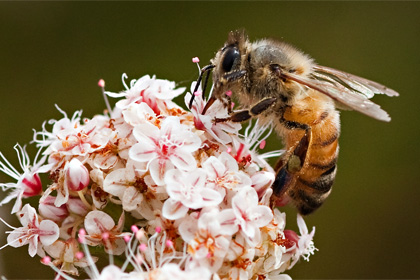 Пчелы ужалили мужчину из Техаса больше тысячи раз