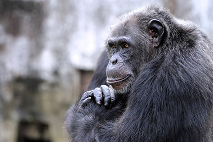 Шимпанзе стали умными благодаря генам