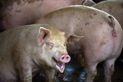 В Литве уничтожат 20 тысяч зараженных свиней