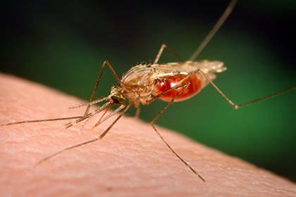 Возбудитель малярии сделает запах человека привлекательным для комаров