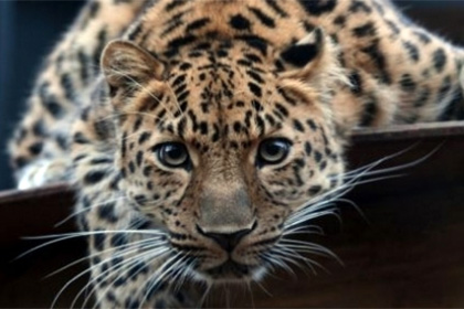 Изъятый у москвича леопард «объявил голодовку»