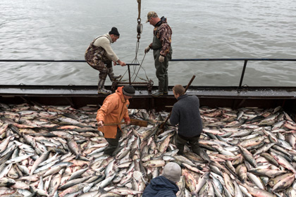 Отпускная цена дальневосточного лосося выросла до рекордного уровня