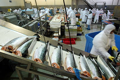 Ответные санкции России обрушили акции норвежских экспортеров рыбы