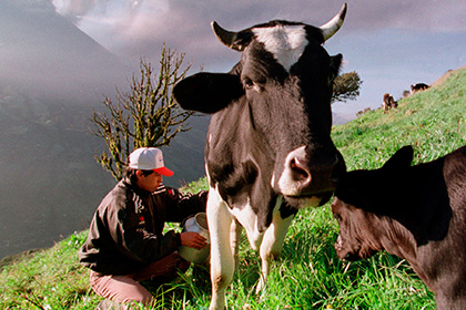 Россельхознадзор задумался о поставках молочной продукции из Эквадора