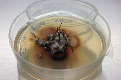 Зомбирующий муравьев гриб научился распознавать мозг своих жертв