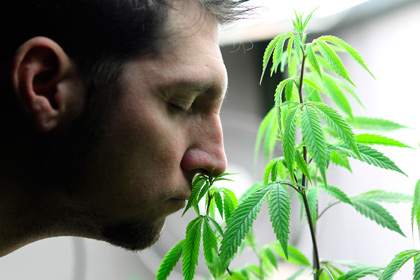 Американские ученые назвали главную причину употребления марихуаны