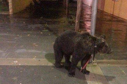 Испанский артист привязал медведя к столбу ради похода в бар
