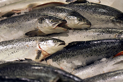 Норвежские производители утроили экспорт лосося в Белоруссию