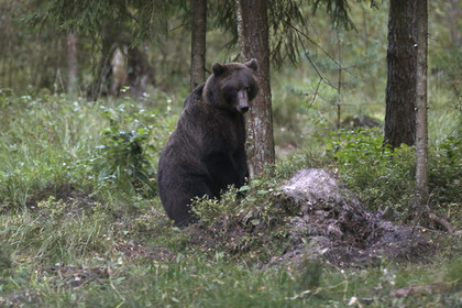 Под Нью-Йорком медведь загрыз туриста