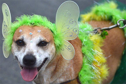 Собачий карнавал прошел в Новосибирске