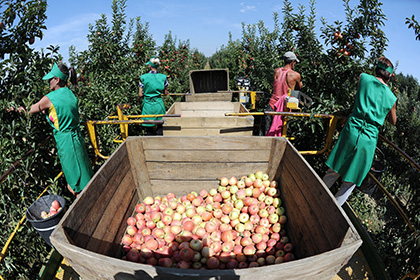 Тимченко разрешили вложиться в краснодарские яблоки
