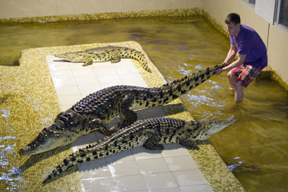 В сочинском дельфинарии разрешили гладить крокодилов