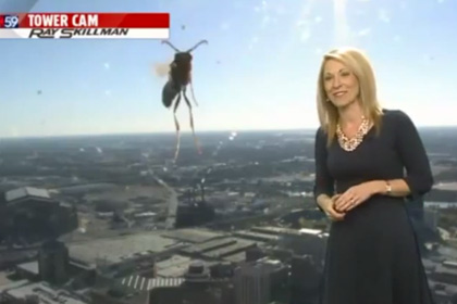 Американская телеведущая сбежала из эфира из-за пчелы