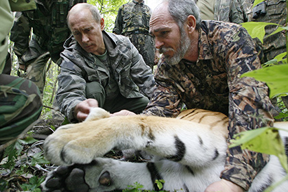 Бегство тигра Путина в Китай объяснили бродячим характером