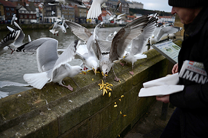 Британские социологи объяснили ненависть людей к чайкам