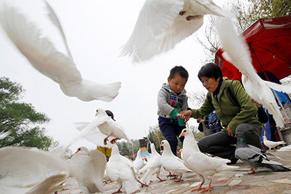 Китайские силовики проверили анусы 10 тысяч голубей