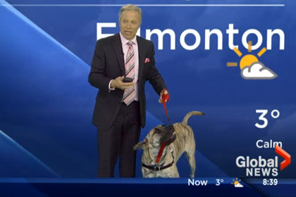 Телеведущий в прямом эфире попытался найти хозяев для бездомной собаки