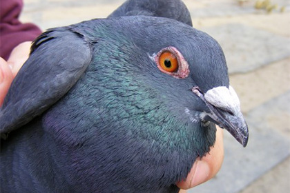 В Баку сообщили о появлении серийного похитителя голубей