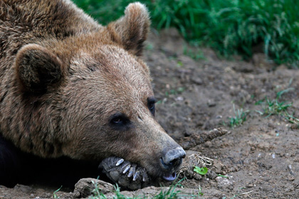 Житель Томской области отбился от медведя системным блоком компьютера