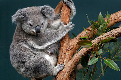 Австралийские коалы обнимут лидеров стран большой двадцатки