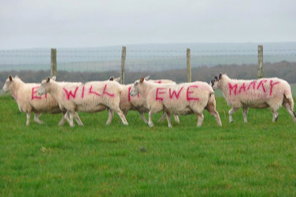 Овцы помогли британцу сделать предложение
