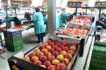 Россельхознадзор пригрозил Швейцарии продуктовым эмбарго из-за яблок