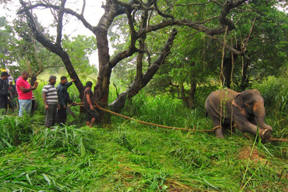 Слон на Шри-Ланке задавил двух поломников