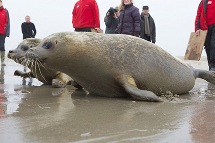 Тюлени оккупировали общественный пляж в британском Норфолке