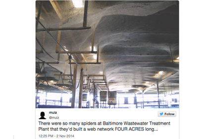 В здании в Балтиморе обнаружили 16 тысяч квадратных метров паутины